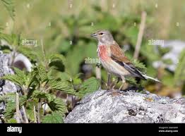 Attēlu rezultāti vaicājumam “Carduelis cannabina adult”