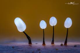 Attēlu rezultāti vaicājumam “Comatricha alta young”