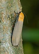 Attēlu rezultāti vaicājumam “Lithosia quadra male”