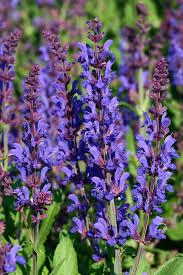 Attēlu rezultāti vaicājumam “Salvia nemorosa”