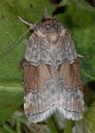 Attēlu rezultāti vaicājumam “Nycteola sp.”