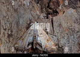 Attēlu rezultāti vaicājumam “Cataclysta lemnata”