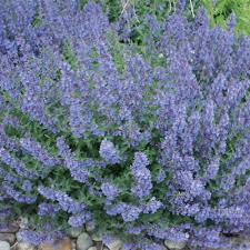 Attēlu rezultāti vaicājumam “Nepeta x faassenii leaf”