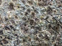 Attēlu rezultāti vaicājumam “Thelotrema lepadinum”