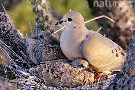 Image result for Zenaida macroura