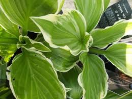 Image result for Hosta fortunei albomarginata