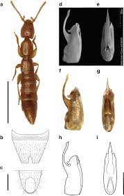 Attēlu rezultāti vaicājumam “Dicranella staphylina macro”