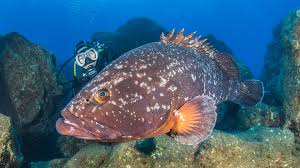 Image result for Manta Divers Sub-Aqua Club