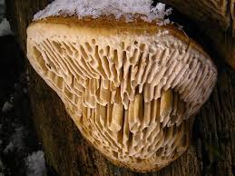 Attēlu rezultāti vaicājumam “Daedalea quercina”