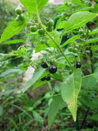 Attēlu rezultāti vaicājumam “Solanum nigrum”
