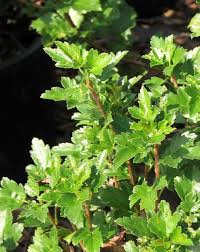 Attēlu rezultāti vaicājumam “Ribes alpinum leaf”