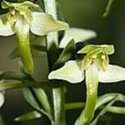Attēlu rezultāti vaicājumam “Platanthera chlorantha”