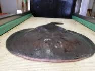 Image result for Tetronarce nobiliana