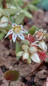 Attēlu rezultāti vaicājumam “Sedum hispanicum”