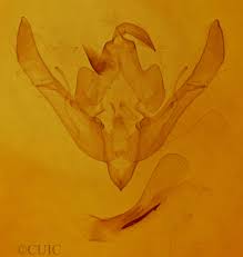 Attēlu rezultāti vaicājumam “Agrochola helvola”