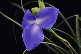 Image result for tillandsia umbellata