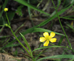 Attēlu rezultāti vaicājumam “Ranunculus flammula”