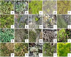 Attēlu rezultāti vaicājumam “Serpoleskea confervoides”