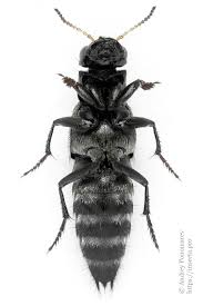 Attēlu rezultāti vaicājumam “Ontholestes murinus”