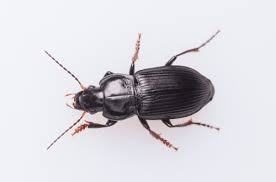 Attēlu rezultāti vaicājumam “Acupalpus flavicollis”