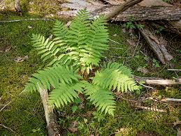 Attēlu rezultāti vaicājumam “Thelypteris palustris”
