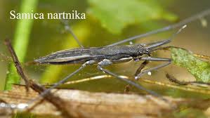 Attēlu rezultāti vaicājumam “Aquarius najas”