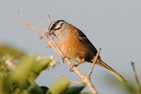 Image result for Emberiza cia