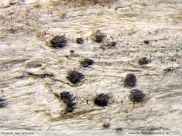 Attēlu rezultāti vaicājumam “Acrocordia gemmata”