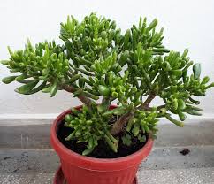 Image result for Crassula hobbit