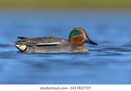 Attēlu rezultāti vaicājumam “Anas crecca”