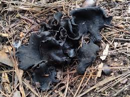 Attēlu rezultāti vaicājumam “Neocudoniella albiceps”