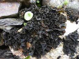 Attēlu rezultāti vaicājumam “Collema flaccidum”