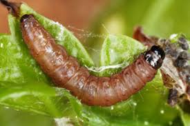 Attēlu rezultāti vaicājumam “Spilonota ocellana”