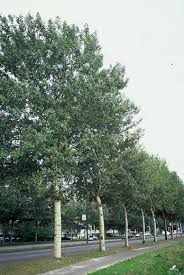 Attēlu rezultāti vaicājumam “Populus x canescens”