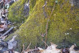 Attēlu rezultāti vaicājumam “Callicladium haldanianum sporophyte”