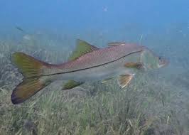 Image result for Centropomus undecimalis