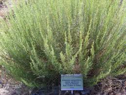 Image result for Artemisia caudata
