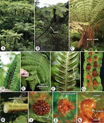 Attēlu rezultāti vaicājumam “Saelania glaucescens sporophyte”