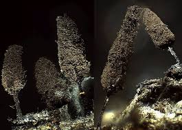 Attēlu rezultāti vaicājumam “Comatricha pulchella”