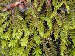 Attēlu rezultāti vaicājumam “Anomodon viticulosus”