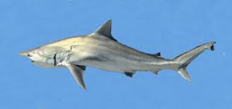 Image result for Carcharhinus isodon