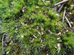 Attēlu rezultāti vaicājumam “Campylopus introflexus”