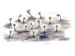 Attēlu rezultāti vaicājumam “Physarum ovisporum”