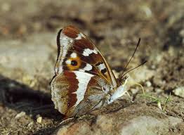 Attēlu rezultāti vaicājumam “Argynnis laodice underside”