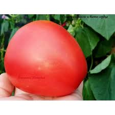 Afbeeldingsresultaat voor butter and bull heart tomato