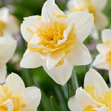 Attēlu rezultāti vaicājumam “Narcissus flower”