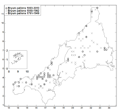 Attēlu rezultāti vaicājumam “Bryum pallens”