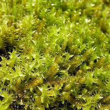 Attēlu rezultāti vaicājumam “Meesia triquetra”