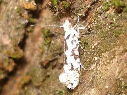 Attēlu rezultāti vaicājumam “Ypsolopha sequella”