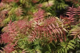 Attēlu rezultāti vaicājumam “Sorbaria sorbifolia flower”